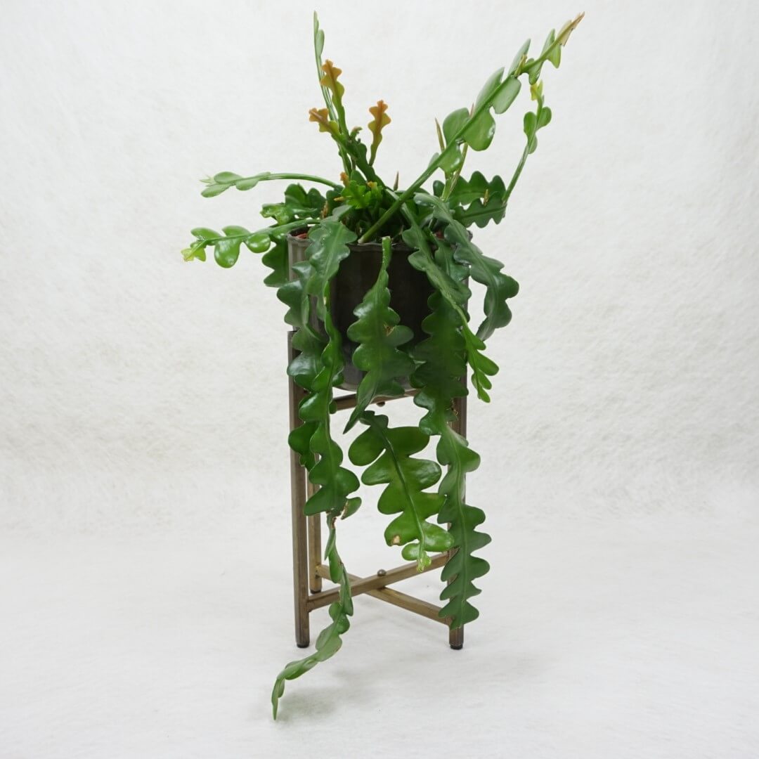 epiphyllum phyllanthus pdf
